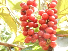 Citharexylum subflavescens