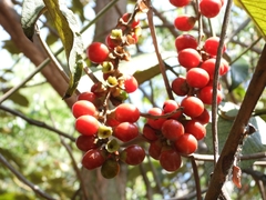 Citharexylum subflavescens