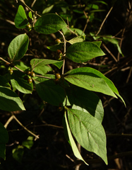 Lonicera maackii