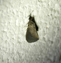 Cryptothelea gloverii