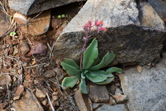 Echeveria strictiflora
