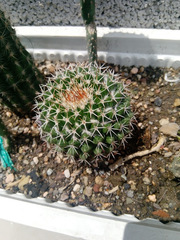Cactaceae