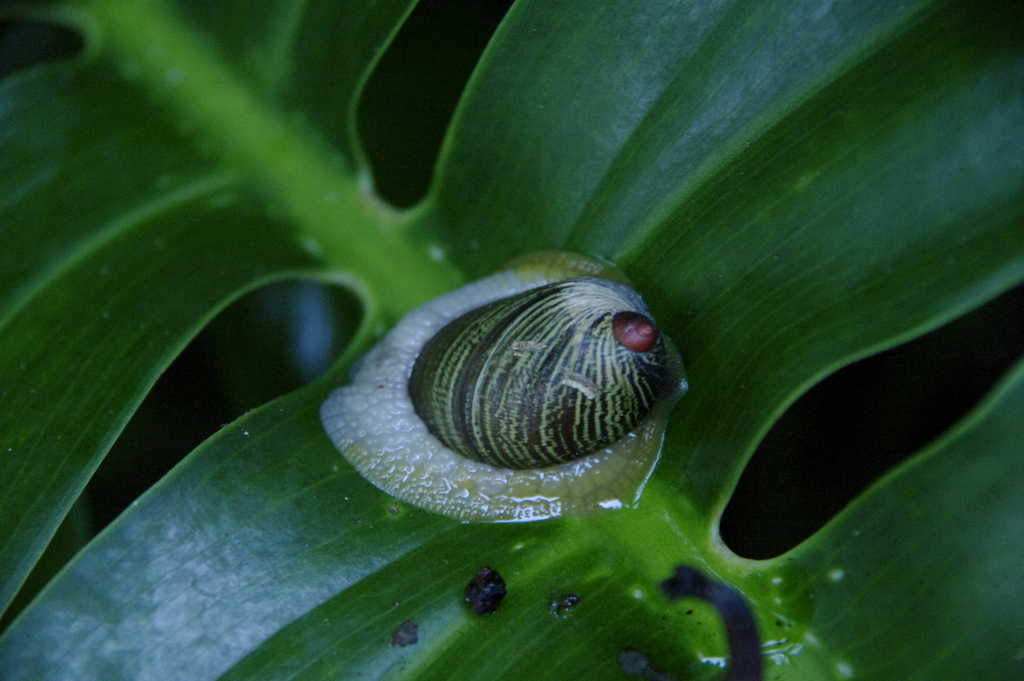 Widemouth Bulimulus
