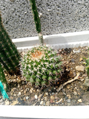 Cactaceae