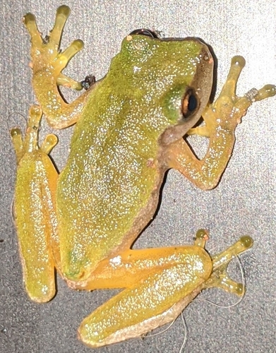Sumichrast's Tree Frog