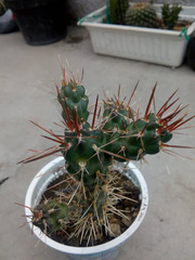 Cactaceae