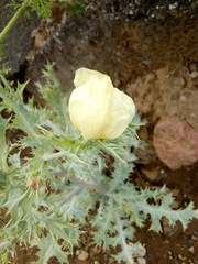Argemone ochroleuca