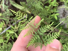 Cheilanthes tenuifolia