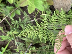 Cheilanthes tenuifolia