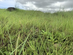 Cheilanthes tenuifolia