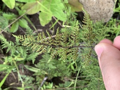 Cheilanthes tenuifolia