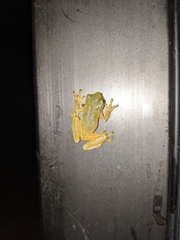 Exerodonta sumichrasti