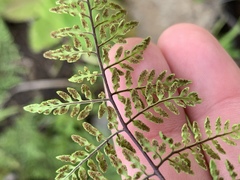 Cheilanthes tenuifolia