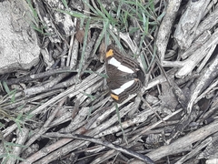 Adelpha basiloides
