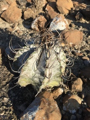 Astrophytum capricorne
