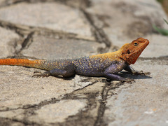 Agama finchi