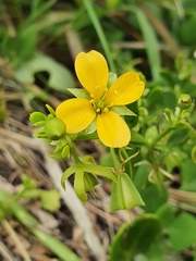 Roepera billardierei