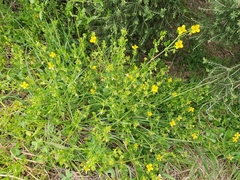 Roepera billardierei