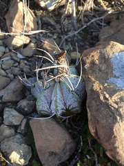 Astrophytum capricorne
