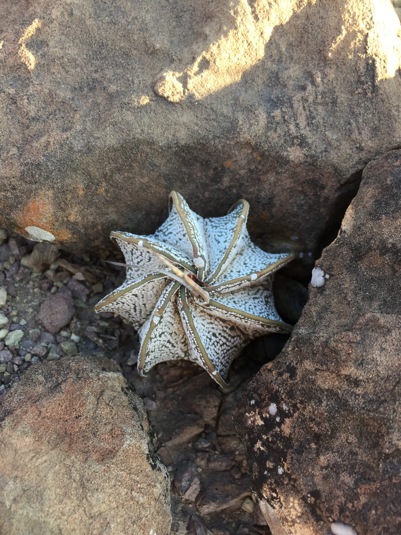 Astrophytum capricorne (A.Dietr.) Britton & Rose 2