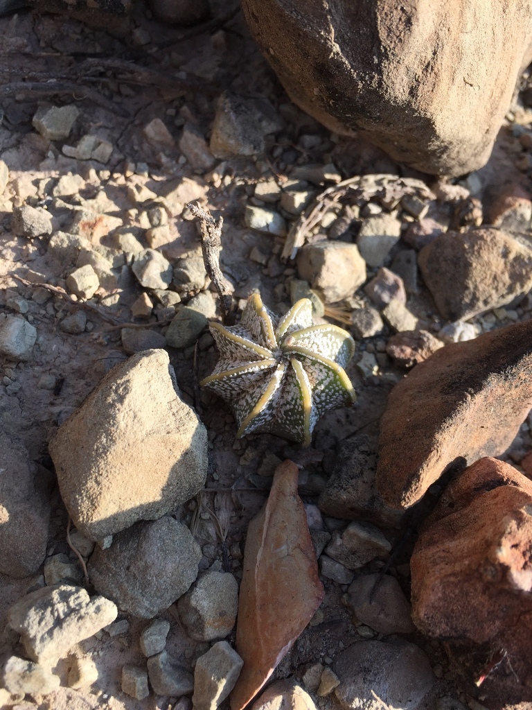 Astrophytum capricorne, Coahuila, MX