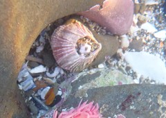 Megabalanus californicus