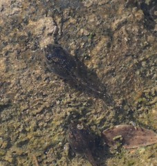Hyla arenicolor