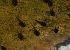 Hyla arenicolor