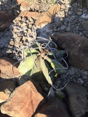 Astrophytum capricorne