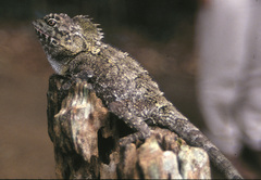 Lophosaurus spinipes