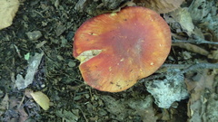 Coccineae