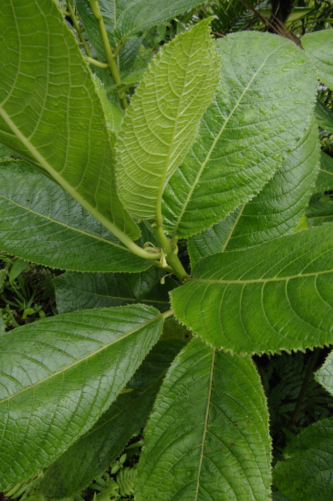 Siparuna glabrescens