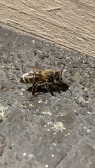 Apis mellifera