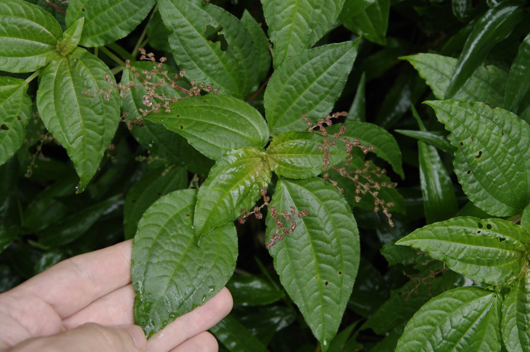 Pilea parietaria