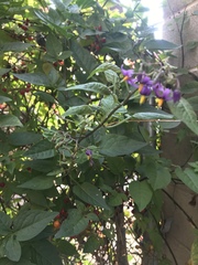 Solanum dulcamara