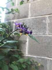 Solanum dulcamara