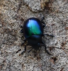 Leptinotarsa haldemani