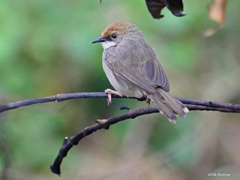 Cisticola chubbi