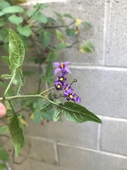 Solanum dulcamara