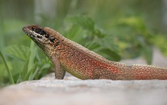 Leiocephalus cubensis
