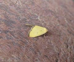 Marimatha quadrata