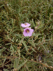 Sphaeralcea angustifolia