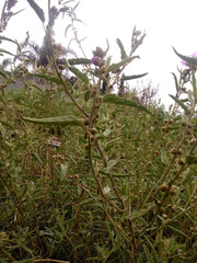 Sphaeralcea angustifolia