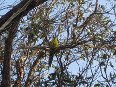 Polytelis anthopeplus