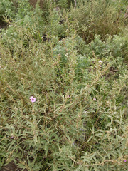 Sphaeralcea angustifolia