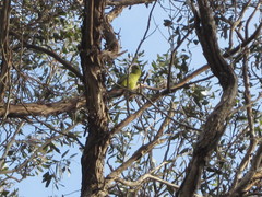 Polytelis anthopeplus