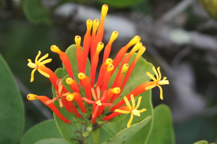 Psittacanthus clusiifolius