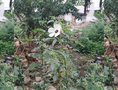 Hibiscus sabdariffa
