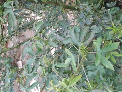 Hibiscus sabdariffa