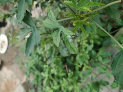 Hibiscus sabdariffa